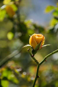 Close-up of yellow rose flower