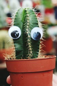 Close-up of succulent plant in pot