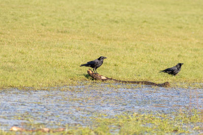 Ducks on a lake