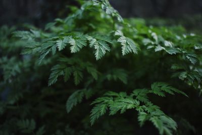 Close-up of pine tree