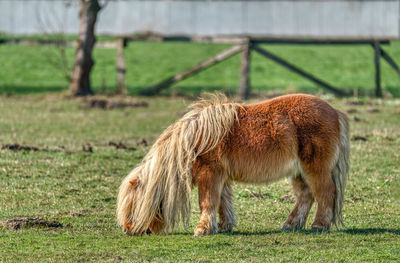 Horse grazing on field