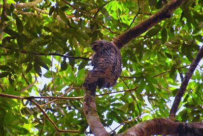 Sloth in the branches of a tree in the parque nacional manuel antonio, in costa rica, america.