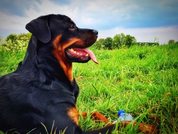 Dog looking away on field