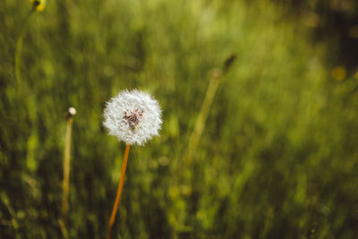 Close-up of dandelion against blurred background