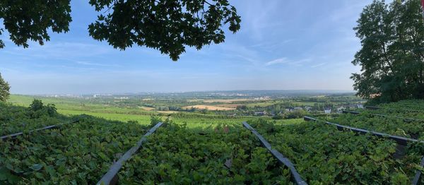 Scenic view of agricultural field against sky
