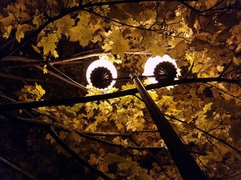 Low angle view of flowering plant on tree during autumn