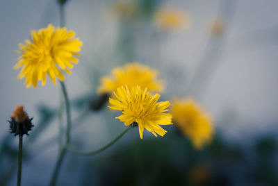 Close-up of yellow flowers blooming outdoors