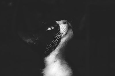 Close-up of cat
