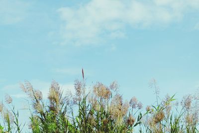 Low angle view of plants against sky