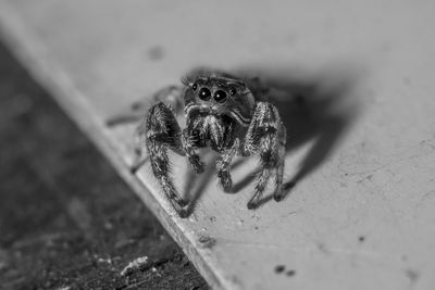 Close-up of spider