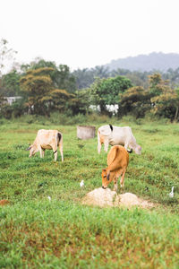 Cows grazing in a field