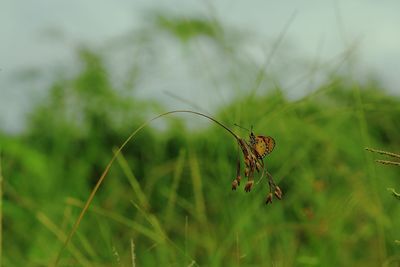 Close-up of insect on grass