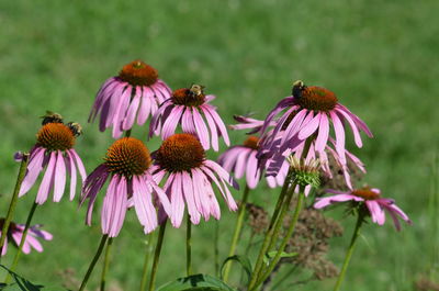 Close-up of pink flowers on field