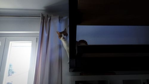 Portrait of cat sitting at home