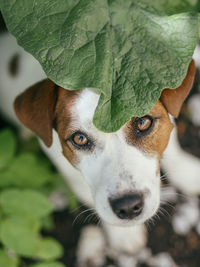 Close-up portrait of a dog