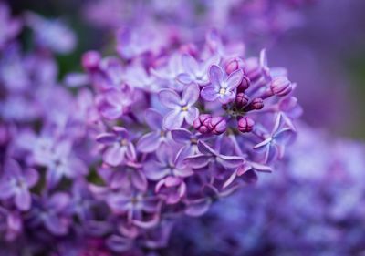 Close-up of pink flowers