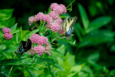 Close-up of butterfly pollinating on pink flower