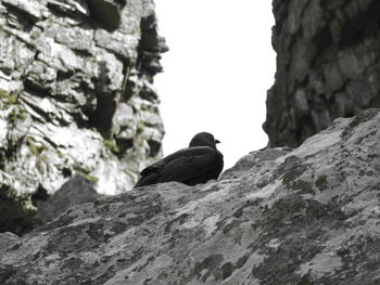 Low angle view of bird perching on rock