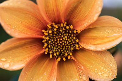 Close-up of orange flower