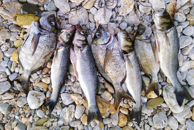 High angle view of fishes on pebble stones for sale at market