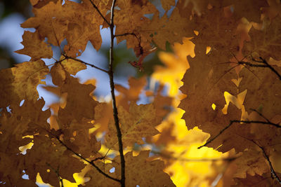 Close-up of maple tree against sky