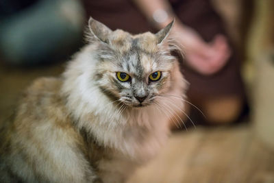 Close-up portrait of kitten sitting