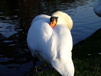 Close-up of swan in lake on sunny day