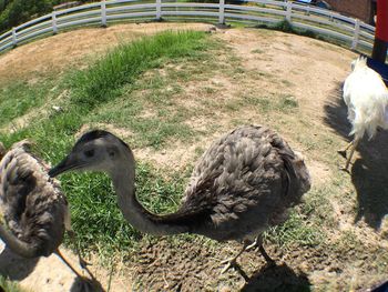 High angle view of birds on field