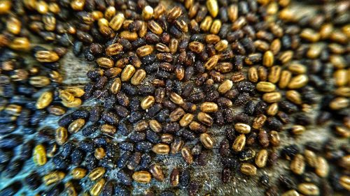 Full frame shot of crab