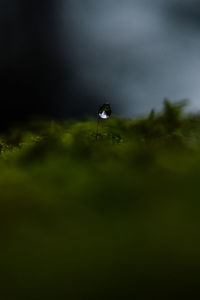 Close-up of water drop on grass