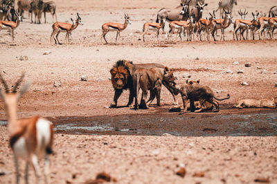 A group of lions preventing other animals from drinking in etosha national park in namibia