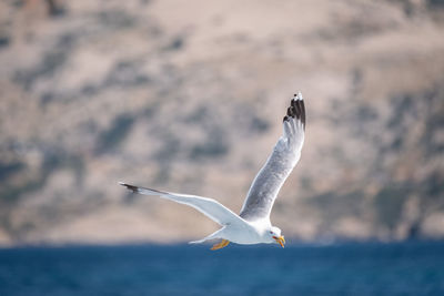 Seagull flying over sea