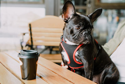 Close-up of dog looking away