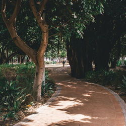 Trees in park