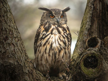 Close-up of owl perching on tree trunk