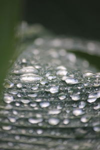 Close-up of raindrops on leaf