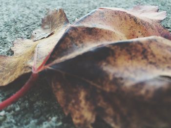 Close-up of leaf