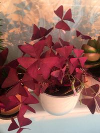 High angle view of potted plant on table