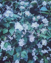 Close-up of white flowers