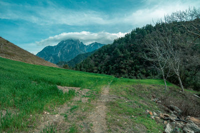 Scenic view of field against sky