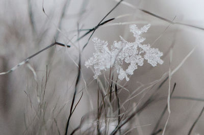 Close-up of white flowers