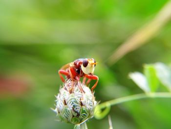 Close-up of insect on plant