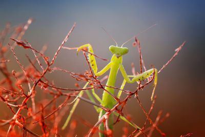 Close-up of insect on plant