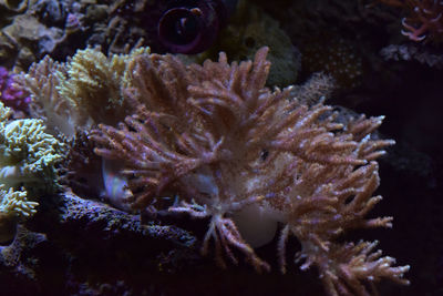 Close-up of coral in sea