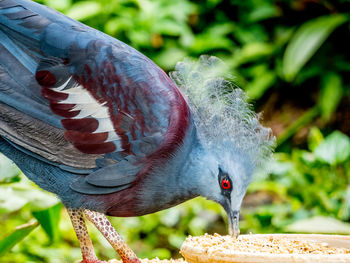 Close-up of parrot perching on branch