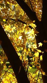Close-up of tree at sunset