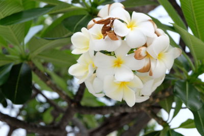Close-up of white flowers blooming on tree