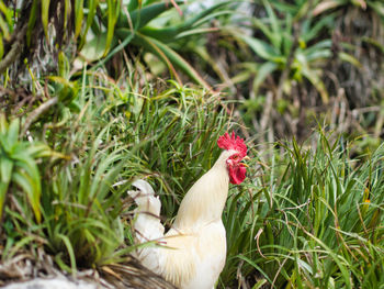 Close-up of rooster