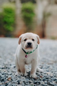 Close-up of a dog