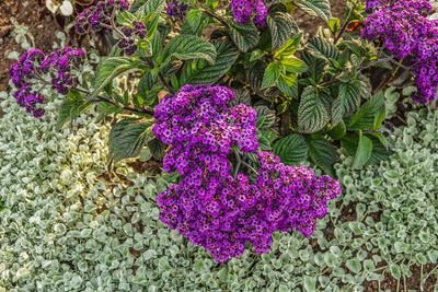 High angle view of purple flowering plant